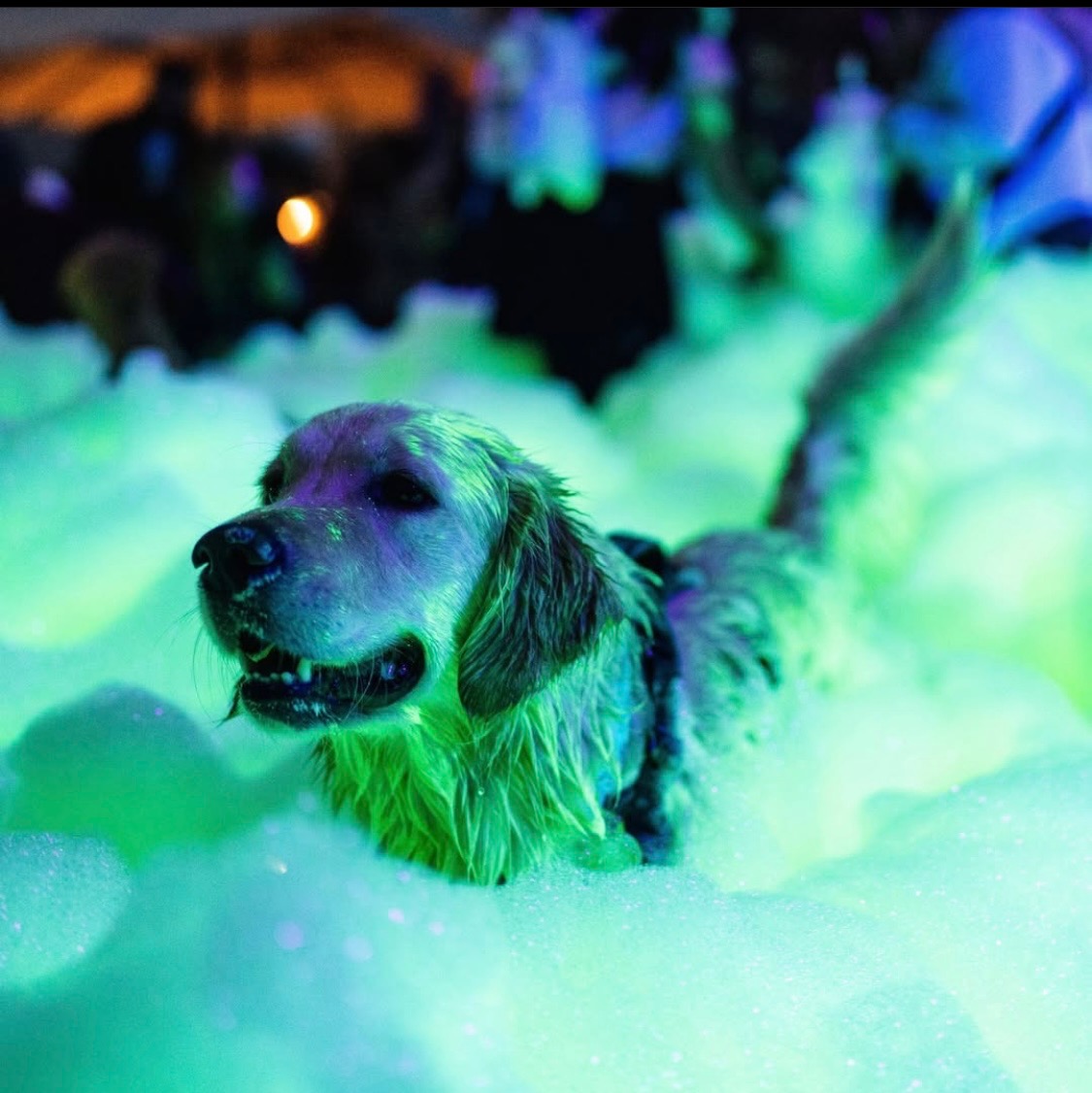 Fun for the whole family - Foam Dawgs foam party rentals Calhoun, GA